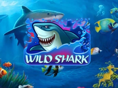 wild shark